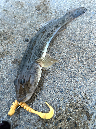 マハゼの釣果