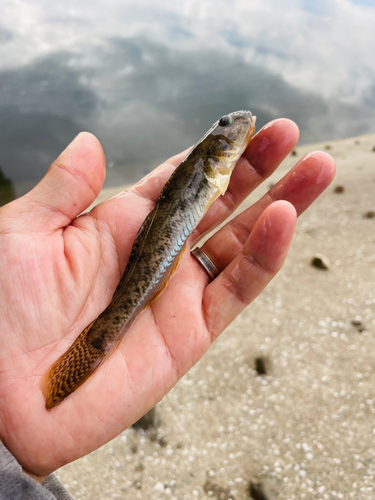 ハゼの釣果