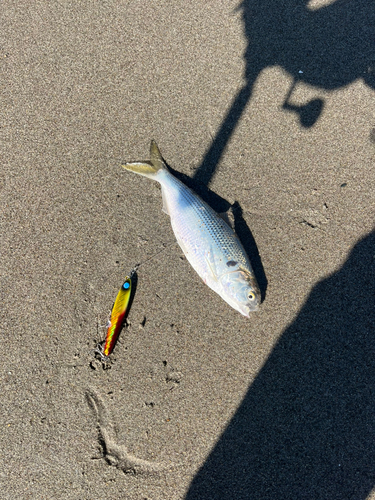 コノシロの釣果