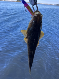 マゴチの釣果