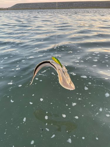 シタビラメの釣果