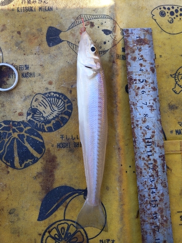 キスの釣果