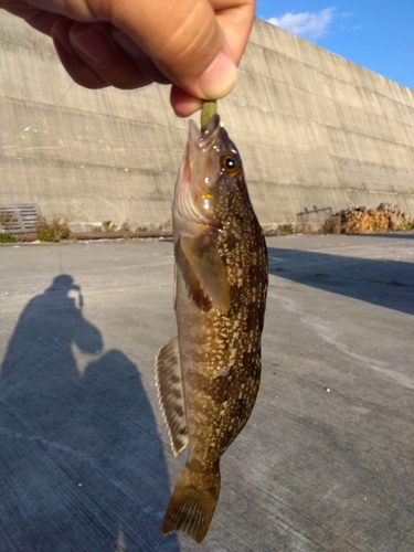 アイナメの釣果