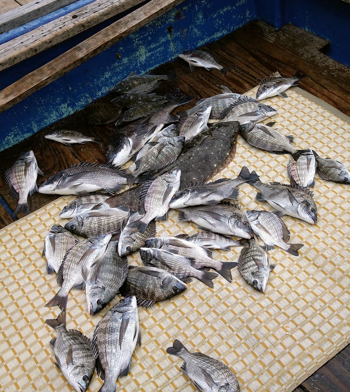 ふじや弁当船🚢さんの釣果 1枚目の画像