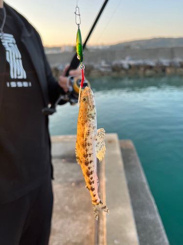 カジカの釣果