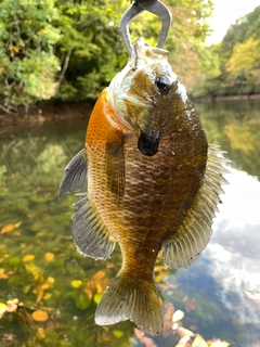 ブルーギルの釣果