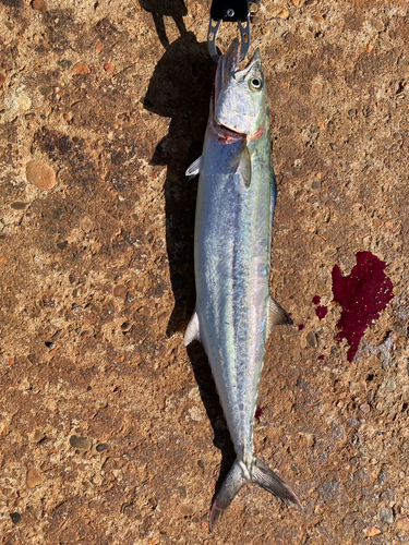 サゴシの釣果