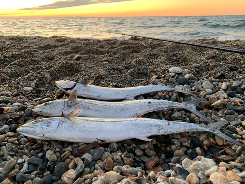 サゴシの釣果