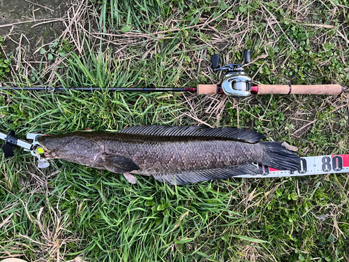 ライギョの釣果