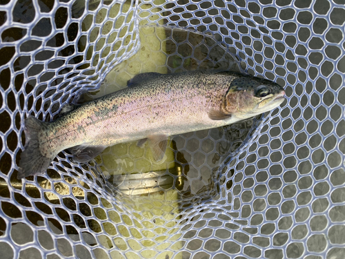 ニジマスの釣果