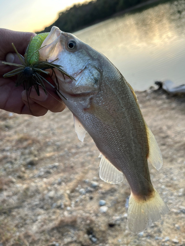 ブラックバスの釣果