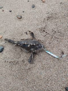 オニオコゼの釣果