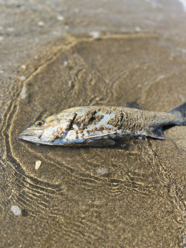 スズキの釣果