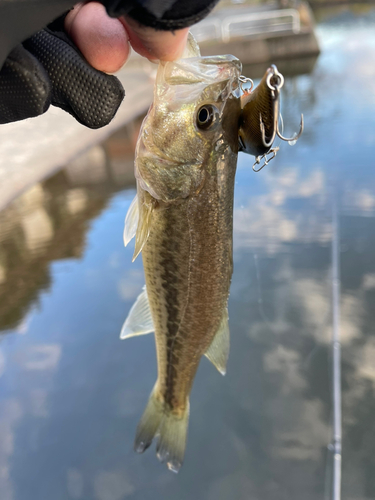 ブラックバスの釣果