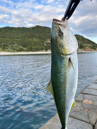 メジロの釣果