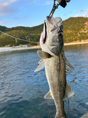 スズキの釣果