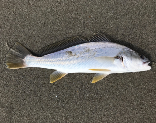 ニベの釣果