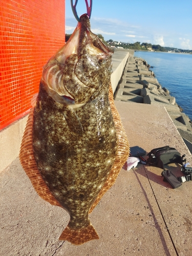 ヒラメの釣果