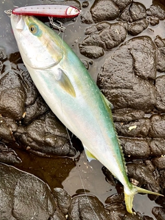 ハマチの釣果