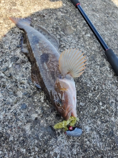 アイナメの釣果