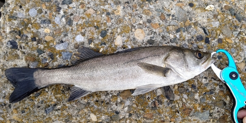 セイゴ（マルスズキ）の釣果