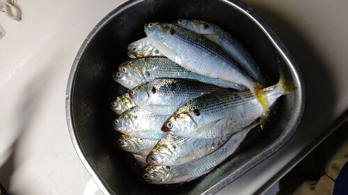 コノシロの釣果