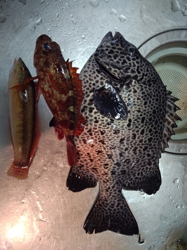 イシガキダイの釣果