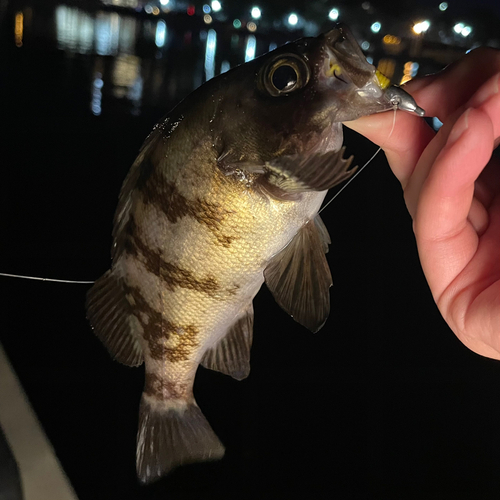 メバルの釣果