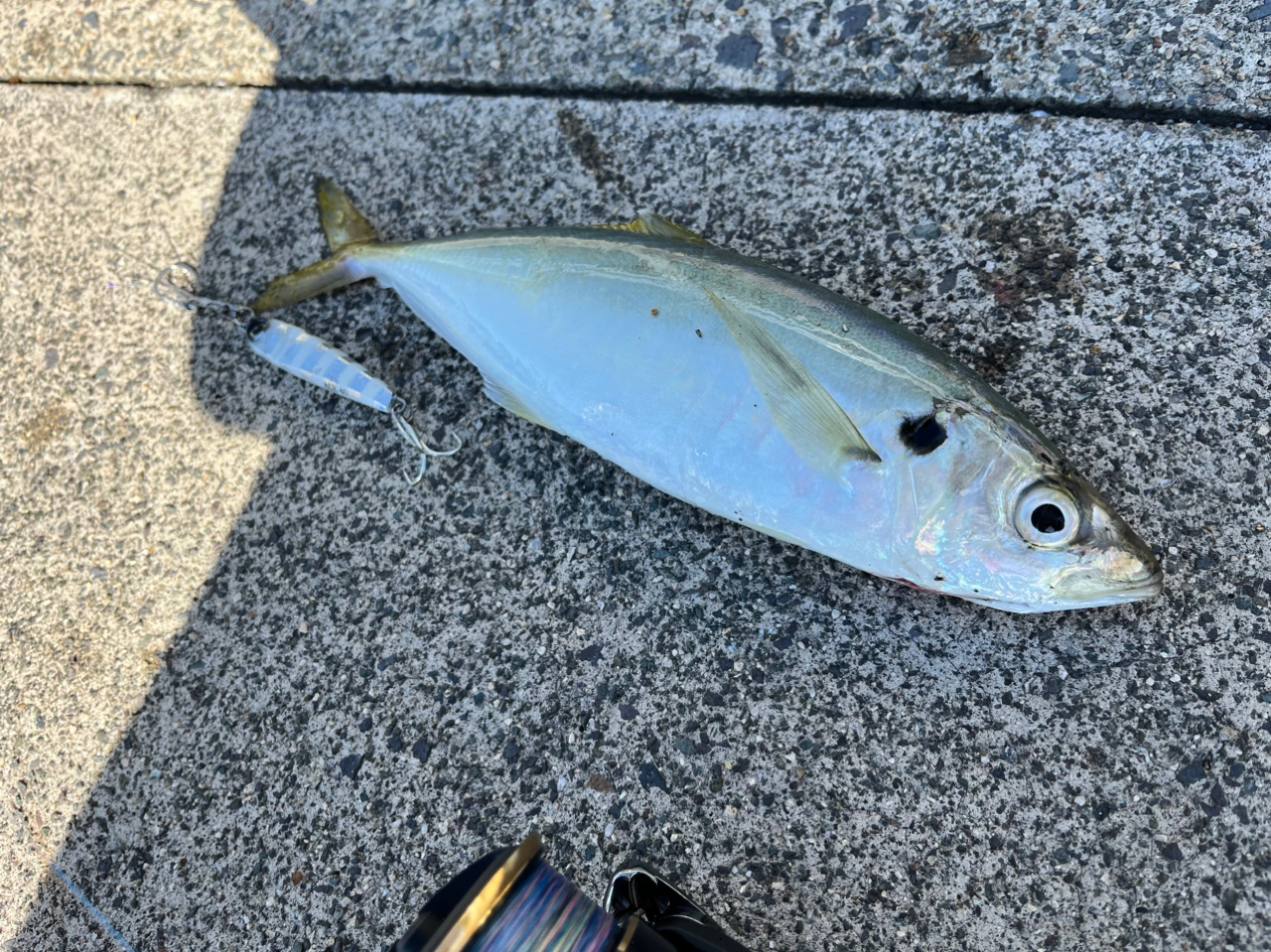 アオアジの釣果・釣り情報まとめ【2023年最新】 - アングラーズ | 釣果