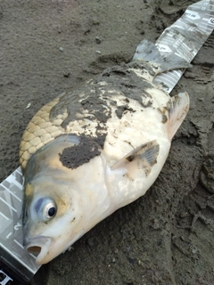 ヘラブナの釣果