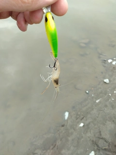 テナガエビの釣果