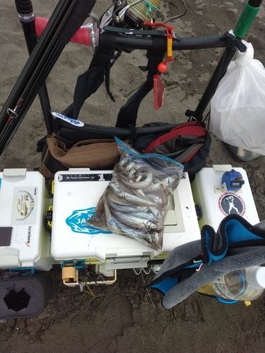 シロギスの釣果