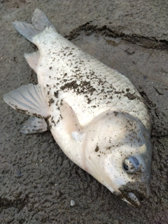 ヘラブナの釣果