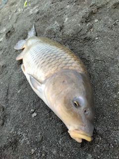 コイの釣果