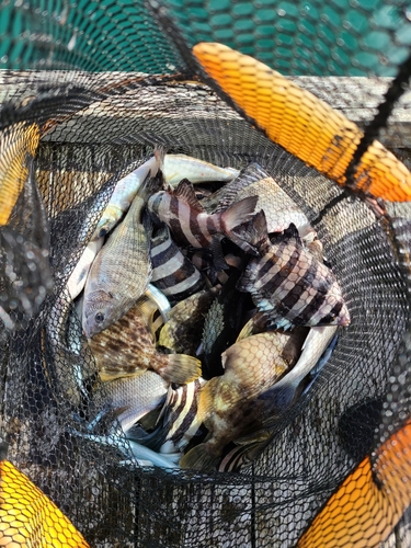 クロダイの釣果