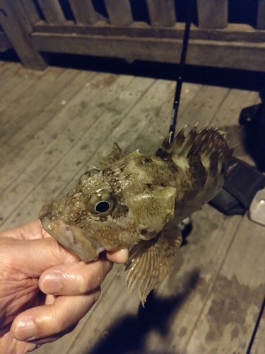 ガシラの釣果