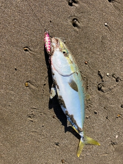 ワカシの釣果