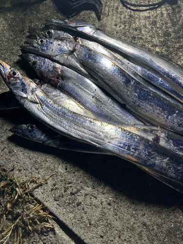 タチウオの釣果