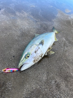 イナダの釣果