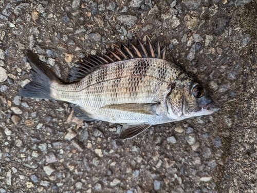 クロダイの釣果