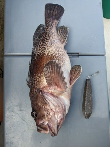 タヌキメバルの釣果