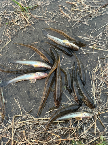 マハゼの釣果