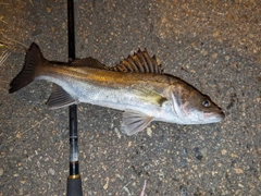 スズキの釣果