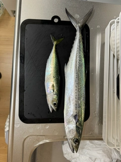 サワラの釣果