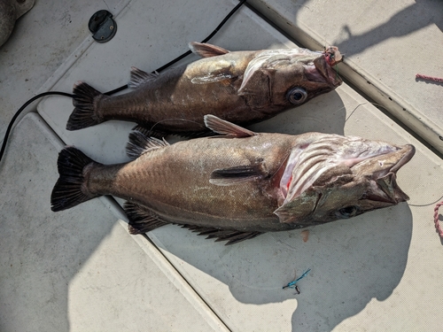 アラの釣果