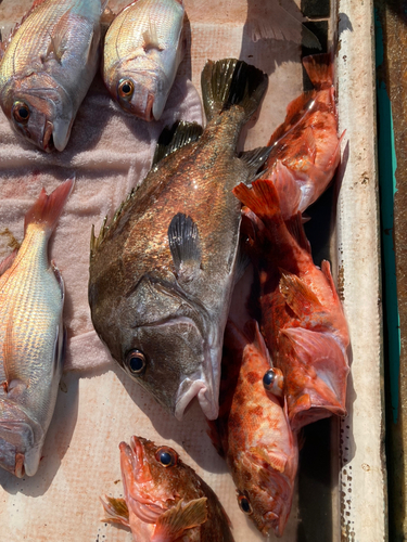 コショウダイの釣果