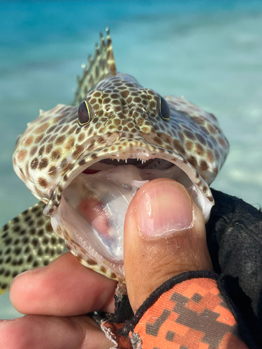 カンモンハタの釣果