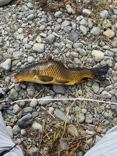 コイの釣果