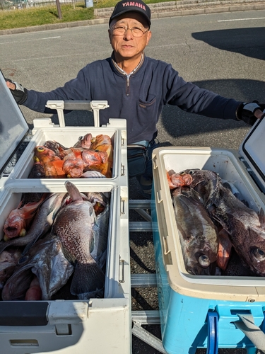 ウスメバルの釣果