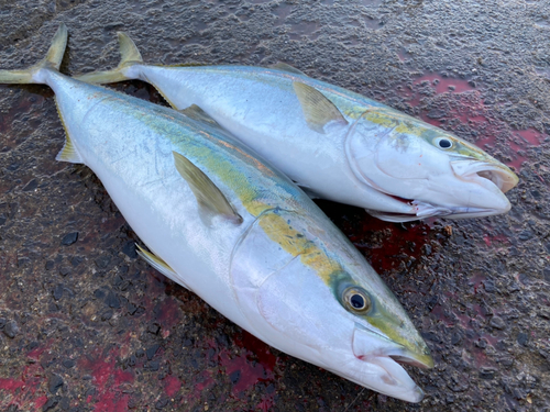 ブリの釣果